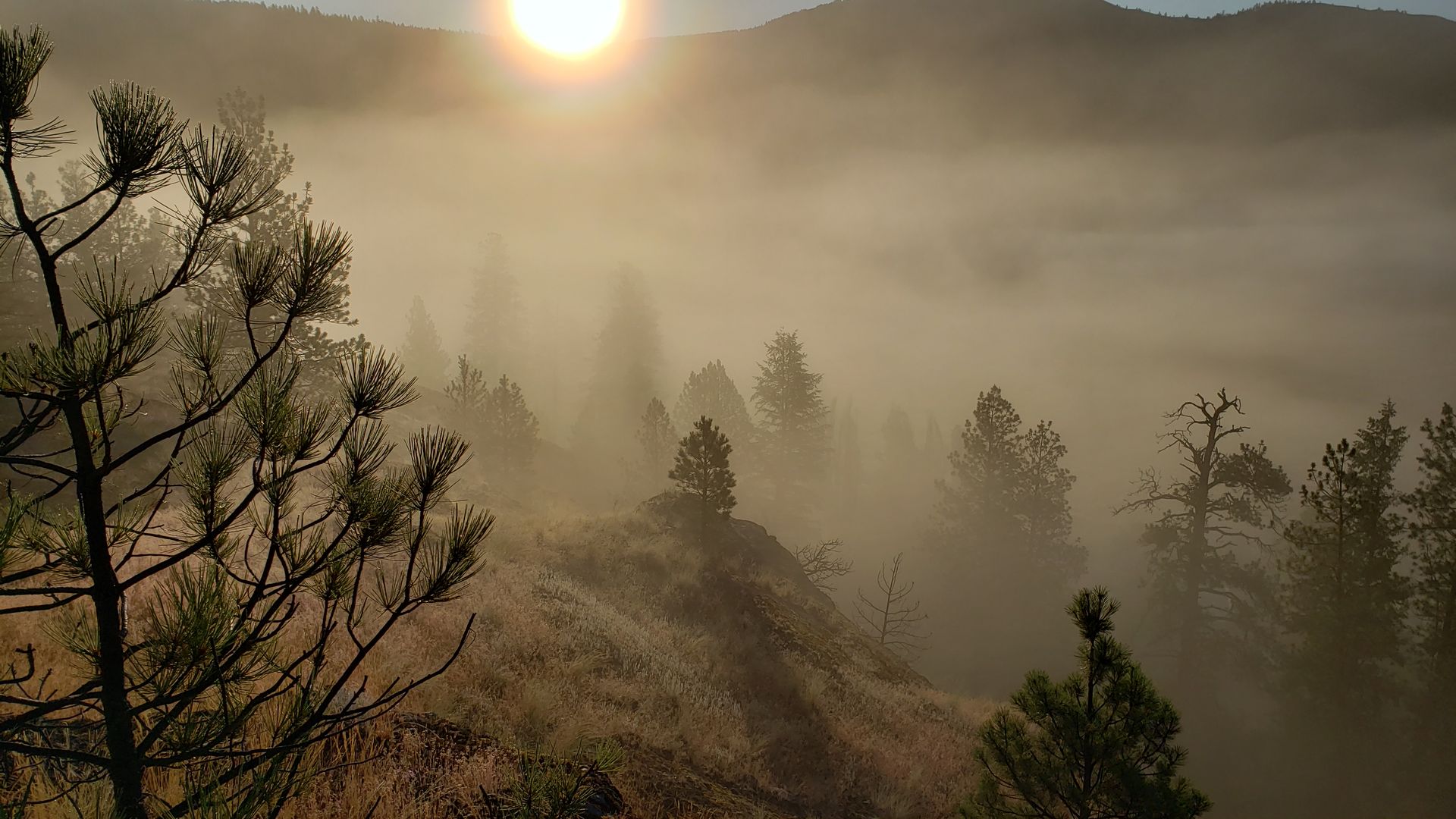 Sunrays filtering through fog and pines near Aeneas Valley, habitat for black bear and cougar