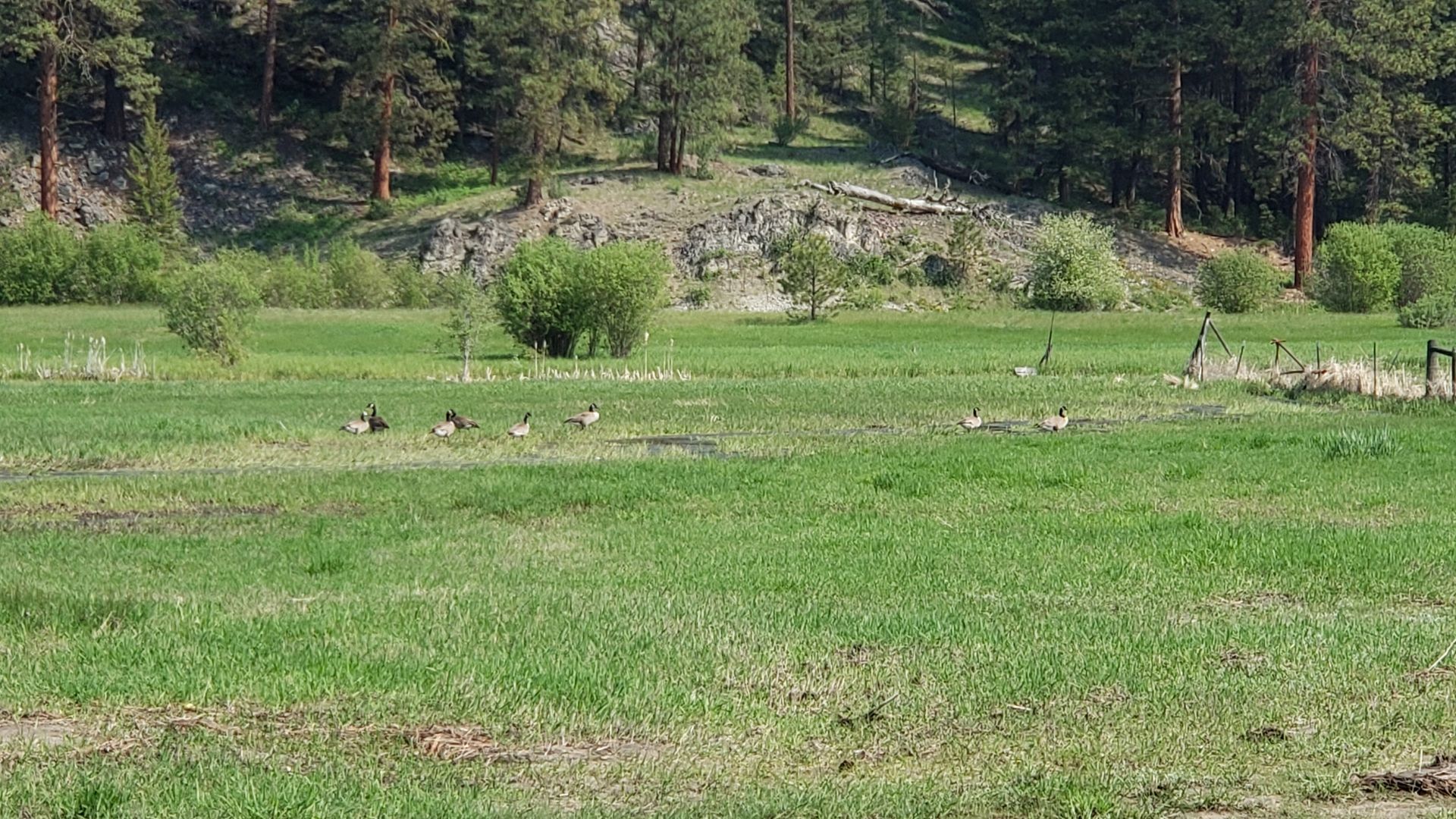 Geese grazing in an Aeneas Valley meadow in spring, showing the grassland habitat where bobolinks breed
