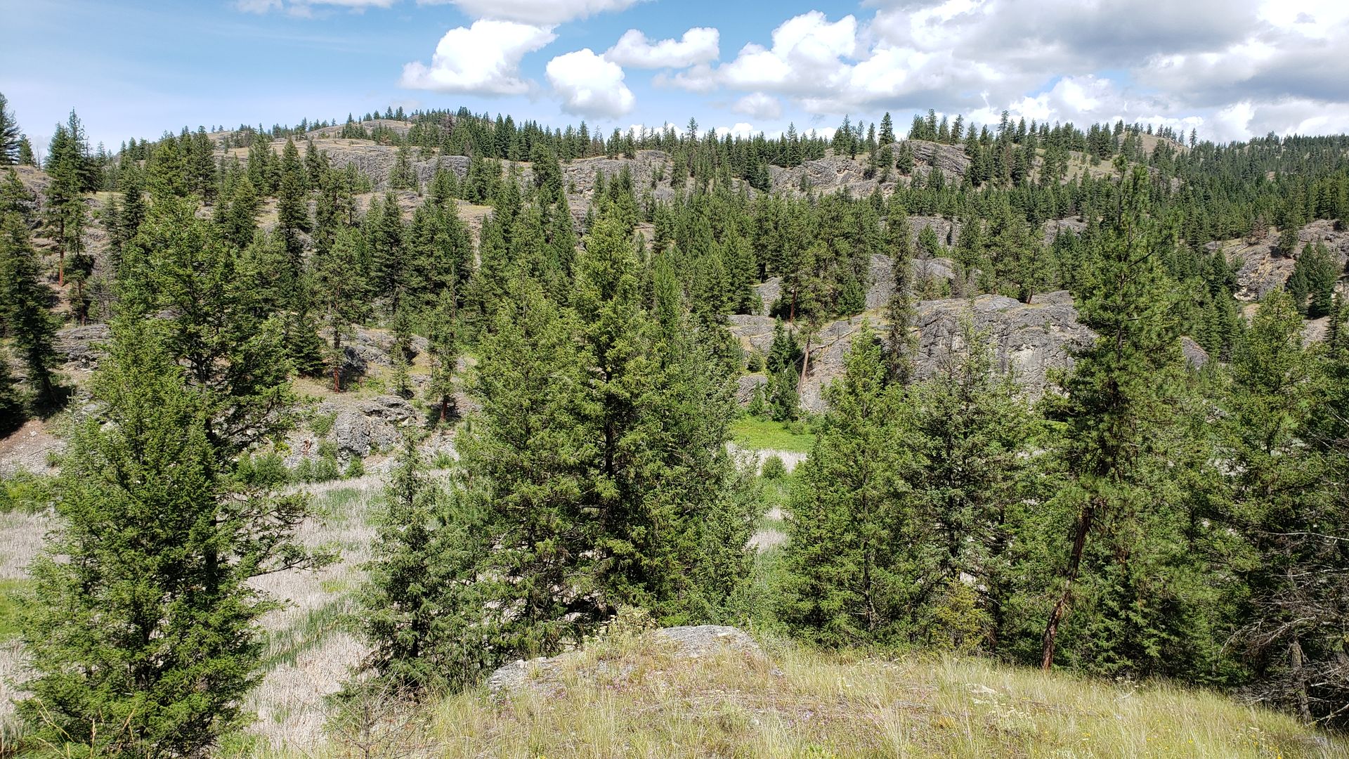 Pine forest and rocky hills in Aeneas Valley, showing the fire-adapted landscape residents manage