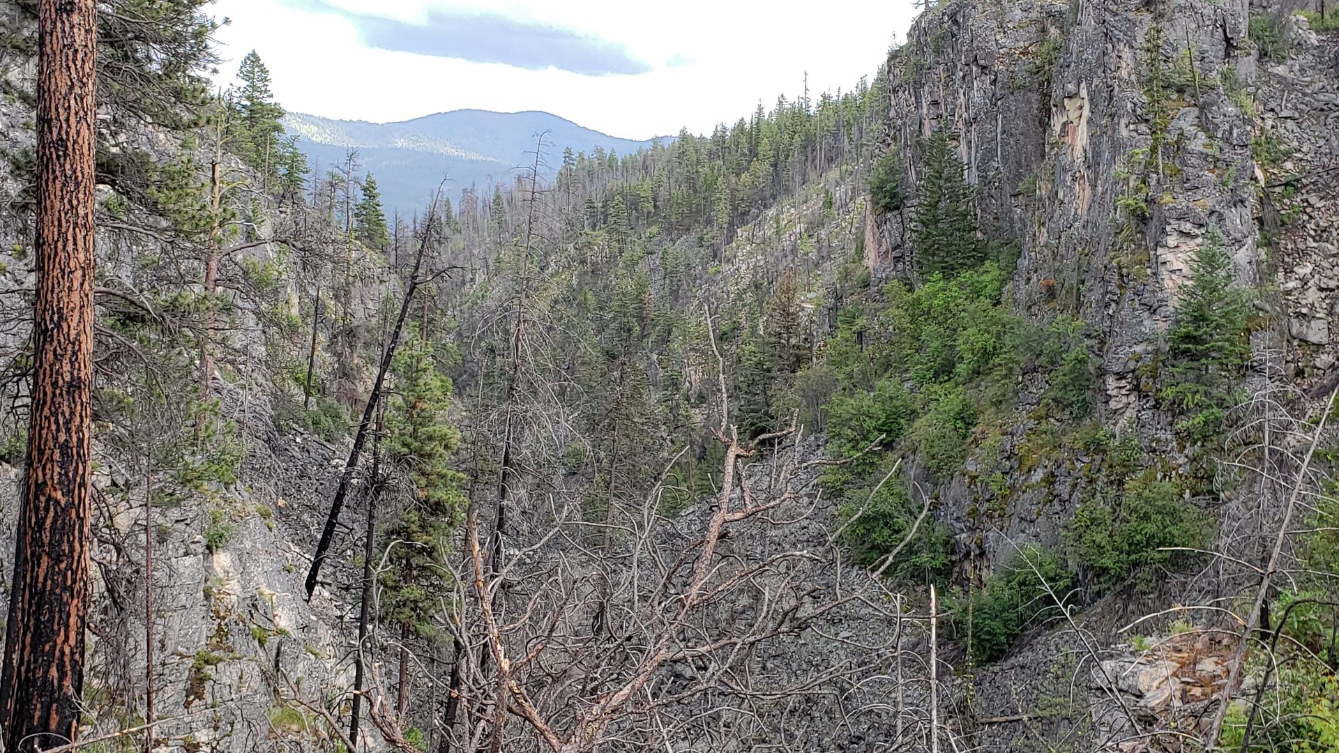 Rocky gorge with deadfall in the Okanogan Highlands, terrain prospectors crossed during the 1896 mineral rush