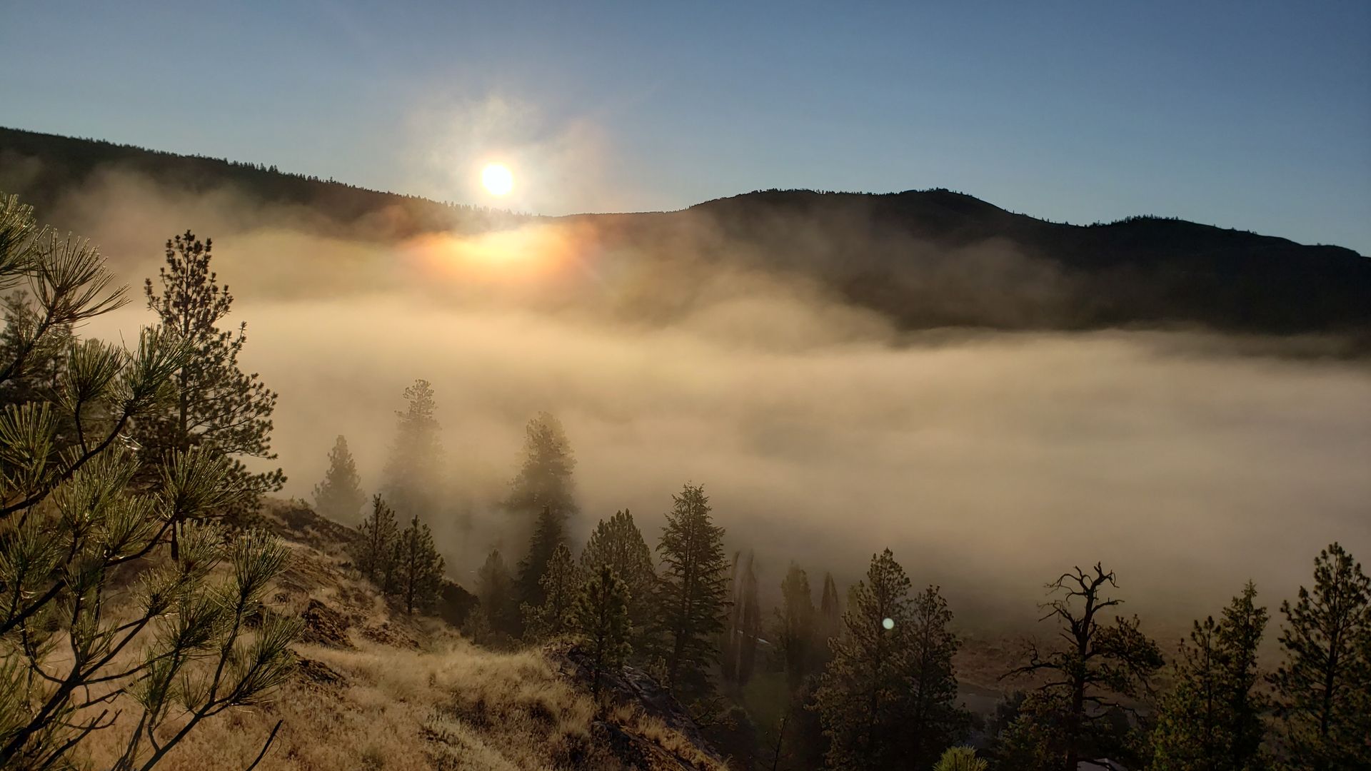 Sunrise through fog and pines in the Okanogan Highlands, the kind of dawn light that brings wildlife to valley edges